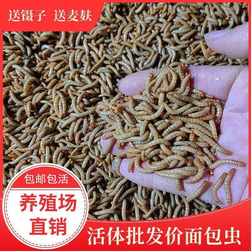 面包虫活虫黄粉体金龙鱼