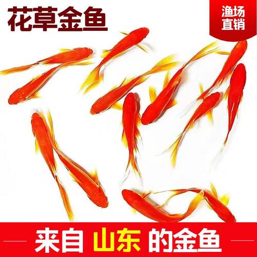 草金鱼冷水观赏鱼好养耐