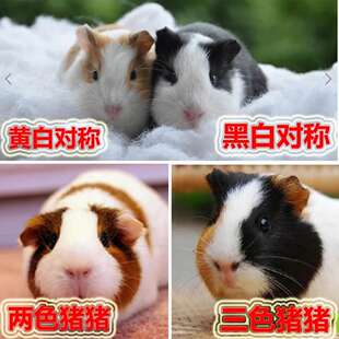 荷兰猪活体宠物豚鼠荷兰鼠活体黑白长毛短逆猪猪奶黄棕色健康送粮