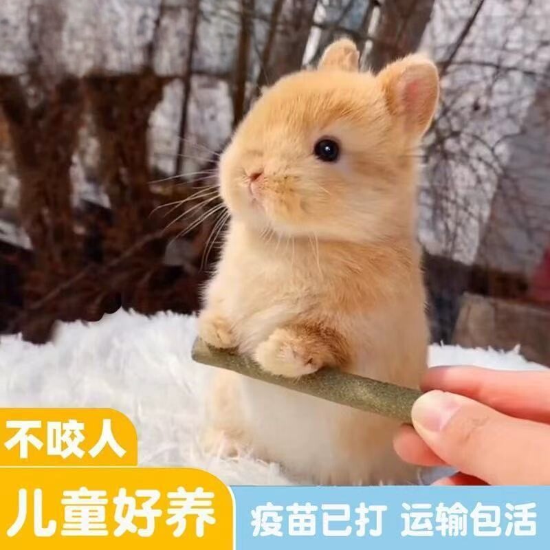 小兔子活物侏儒兔长不大