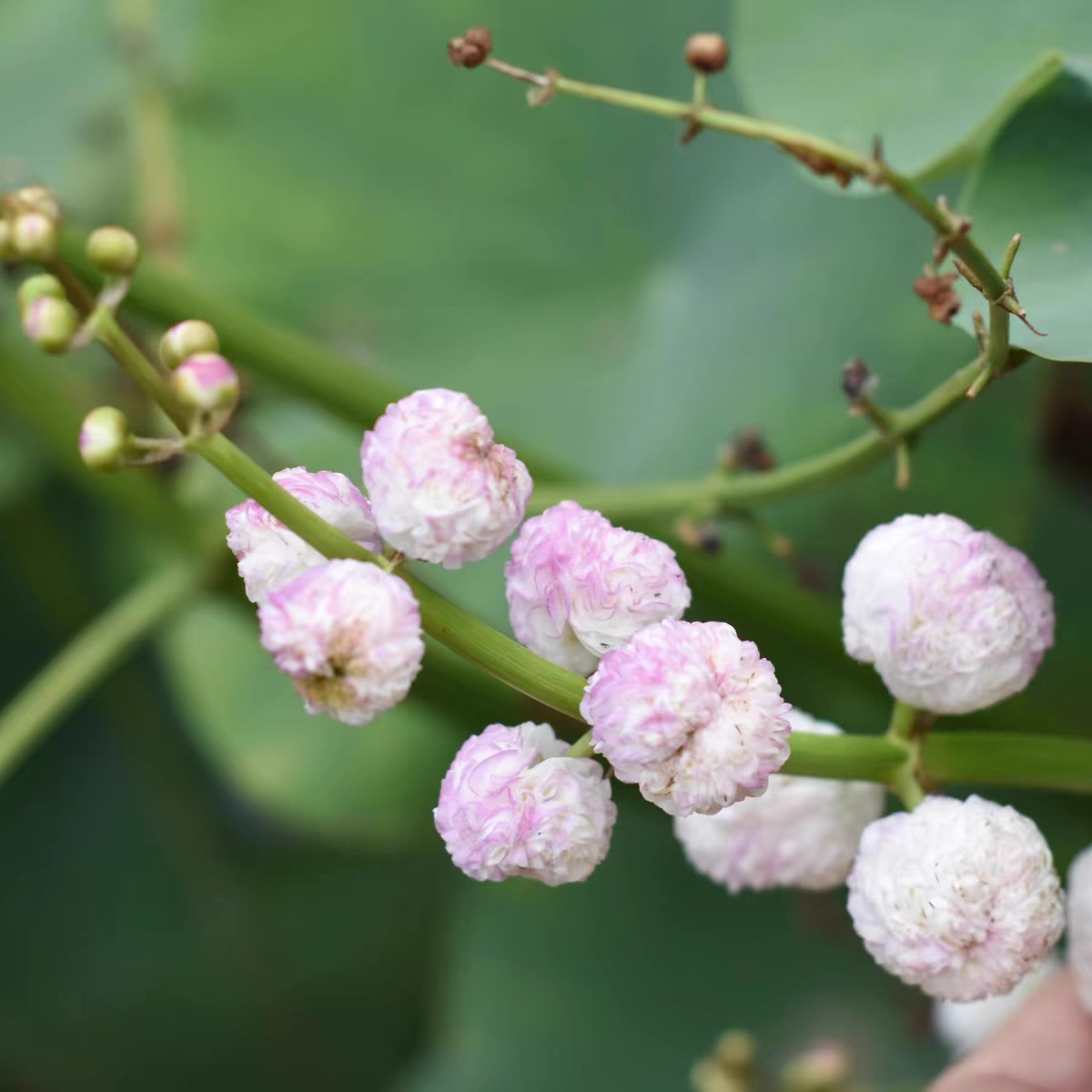 日本慈菰茨姑重瓣花泰国慈菇水茉莉种球多年生水生花卉懒人植物