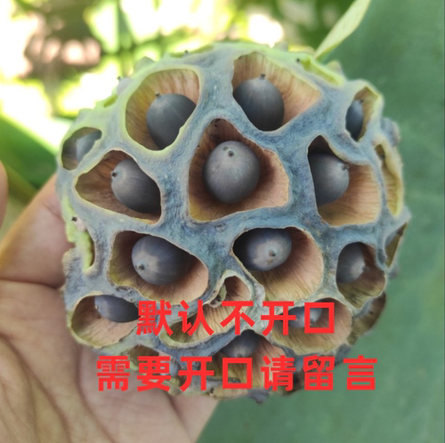 碗莲种子大型荷花种子  种子不保持母本性状 需要对版拍藕或者苗