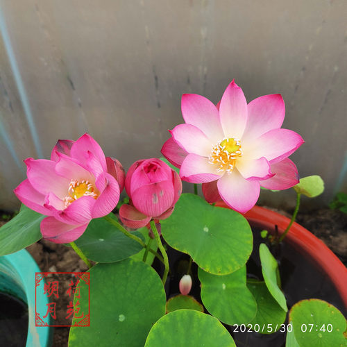 盆栽荷花明月阳台多年生微型碗莲