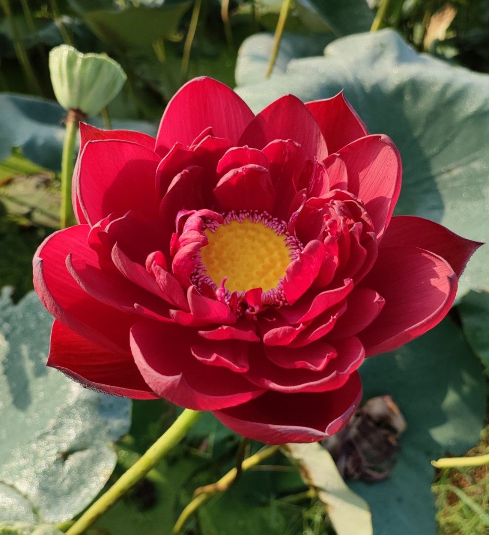 【墨红】 种藕大型盆栽荷花阳台水生花卉多年生观花明月荷苑深红