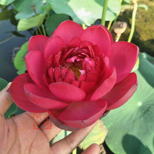 【新子夜】种藕丰花早花花期长中型盆栽荷花重瓣水生花卉多年碗莲