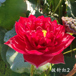 【披针红-2】种藕 丰花早花花期长 大型盆栽荷花水生花卉池栽庭院