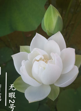 微型碗莲周劲松观赏阳台夏秋株型
