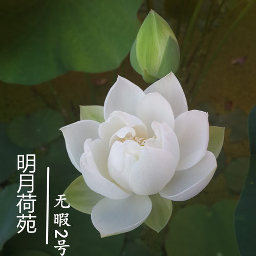 微型碗莲周劲松观赏阳台夏秋株型