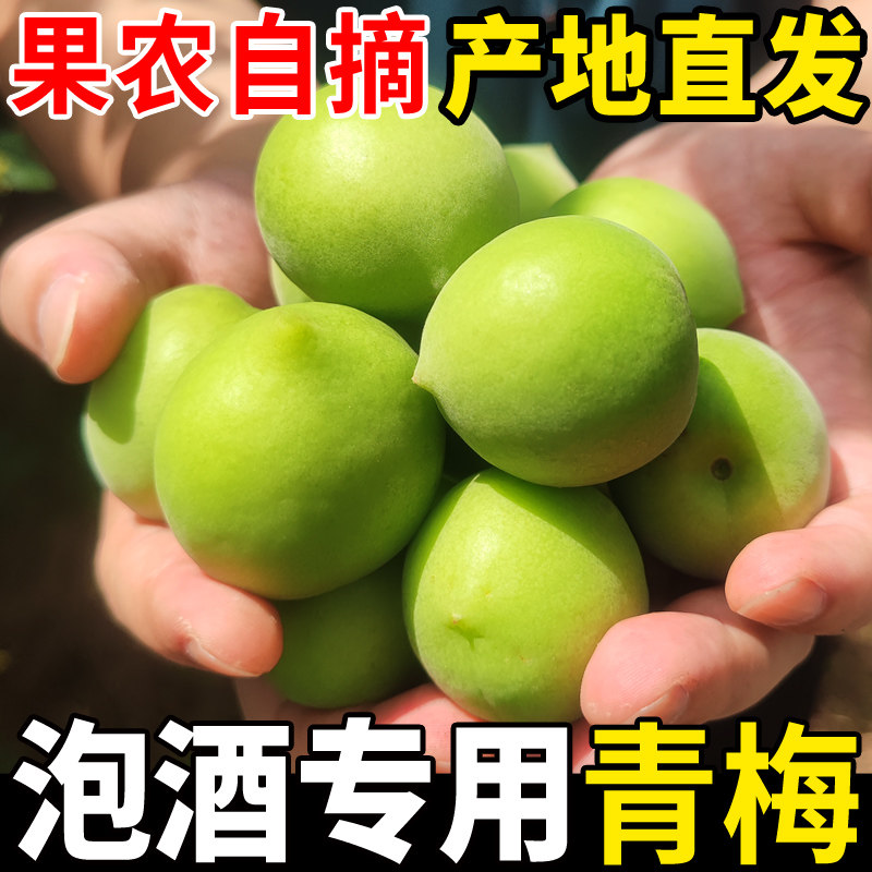 新鲜青梅果诏安高山野生酸梅子泡酒酵素生吃脆梅青梅鲜果青竹梅