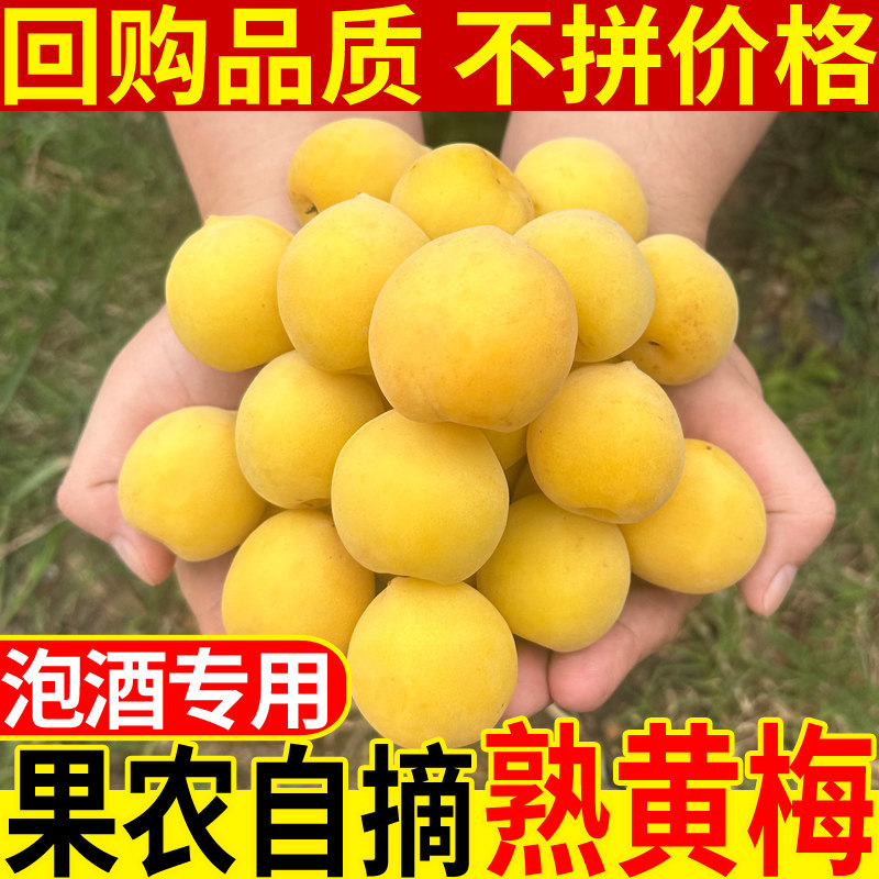 诏安黄梅果新鲜青梅果泡酒酵素梅酱专用熟黄梅青梅鲜果现摘整箱