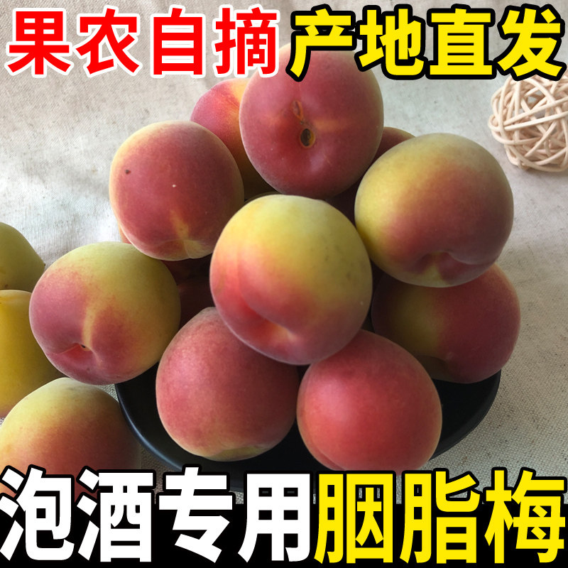 新鲜胭脂梅2026青梅鲜果新鲜福建诏安高山胭脂红梅子泡酒水果酵素