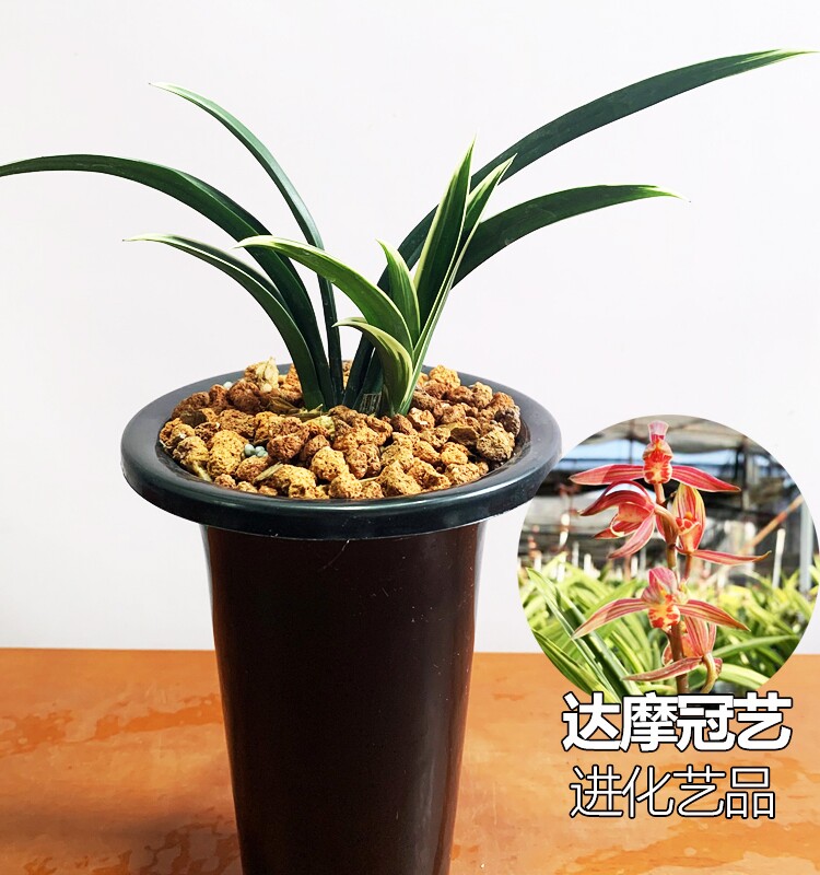 墨兰矮种达摩兰花苗老种矮株盆栽冠艺名贵精品高级艺兰花艺双全