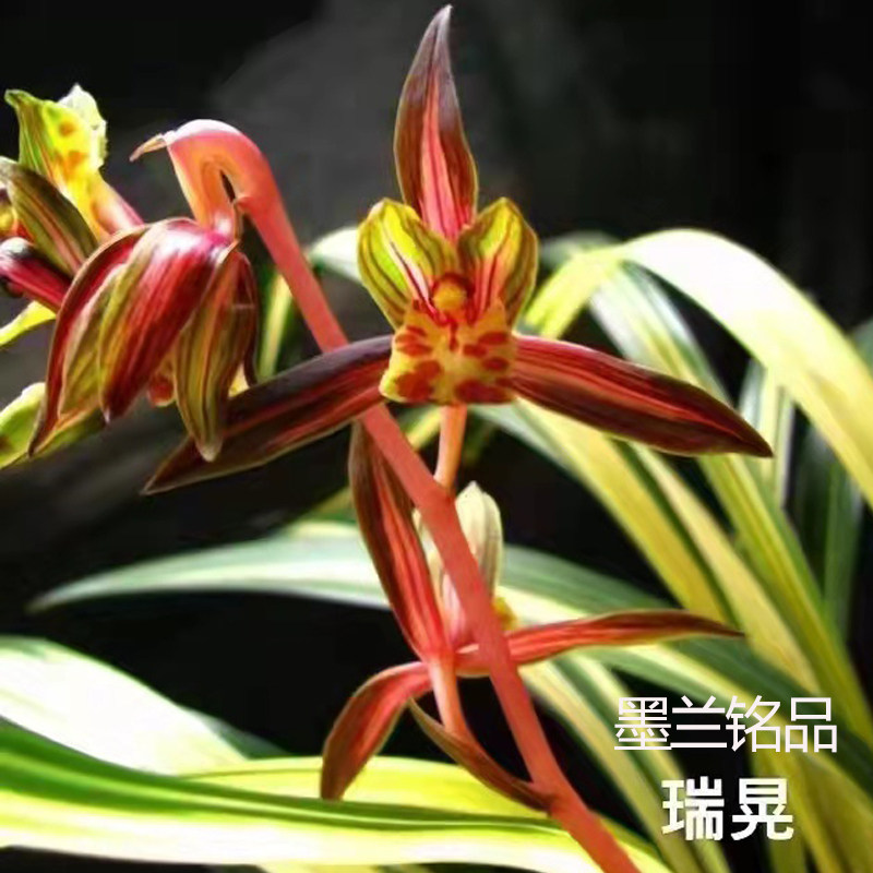 翁源兰花墨兰铭品瑞晃十大名贵兰花苗黄金中透艺壮苗特级直销