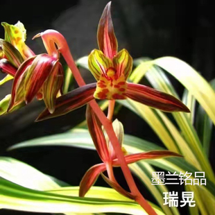 翁源兰花墨兰铭品瑞晃十大名贵兰花苗黄金中透艺壮苗特级直销