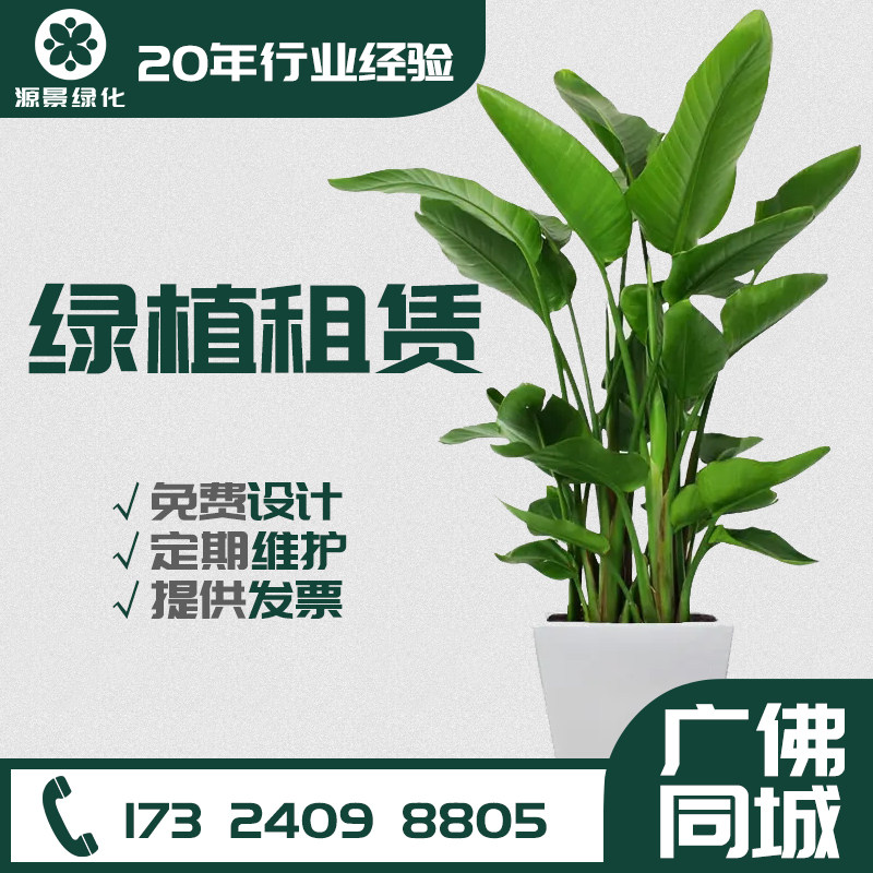 广州佛山绿植租摆绿化养护吸甲醛观叶盆栽净化空气办公室植物租赁