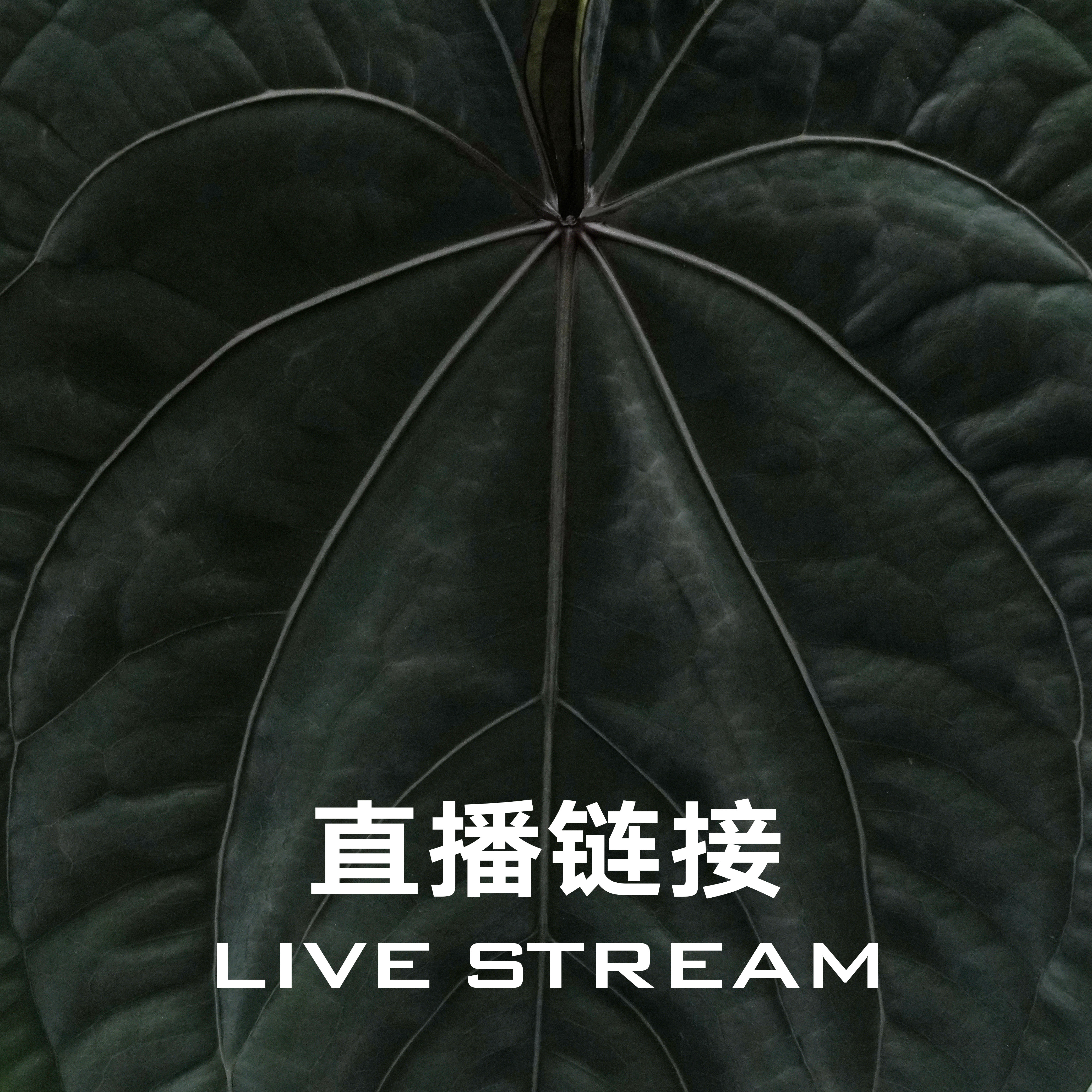 【小黑方】10.18 粉色面纱杂浆果派对+红伊芙杂红皇后F2花烛