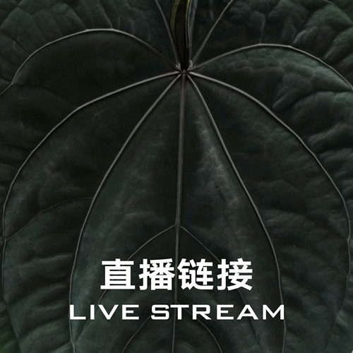 【物拍链接4】8.29直播 流纱天使花烛  天南星科室内观叶植物