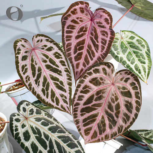 活性植物/ 浆果派对花烛 天南星科绿植盆栽观叶植物 - 封面