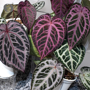 活性植物/ 红皇后F2花烛 天南星科热植绿植盆栽