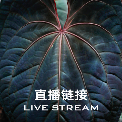【物拍链接】9.2直播 织梦天使花烛 天南星科室内观叶植物