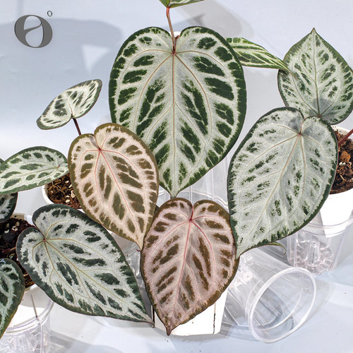 活性植物/ 新品 野玫瑰花烛 红桃杂红钻石杂火烈鸟 天南星科植物