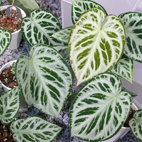 活性植物/ 铜锣烧杂银色面纱花烛 天南星科室内绿植观叶植物