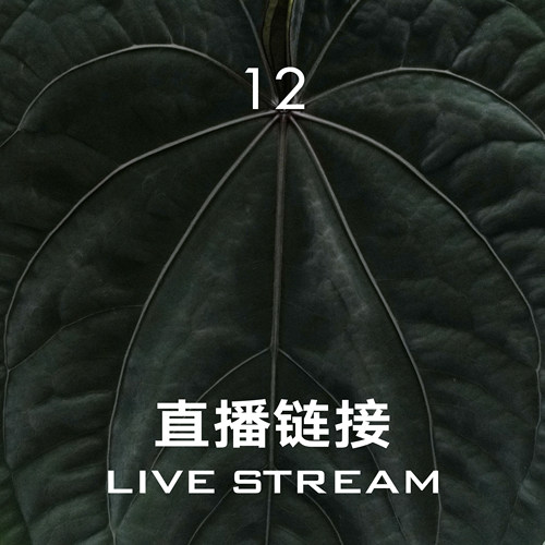 【直播链接12】8.23直播 红钻石F2杂红蔷薇 天南星科室内观叶植物