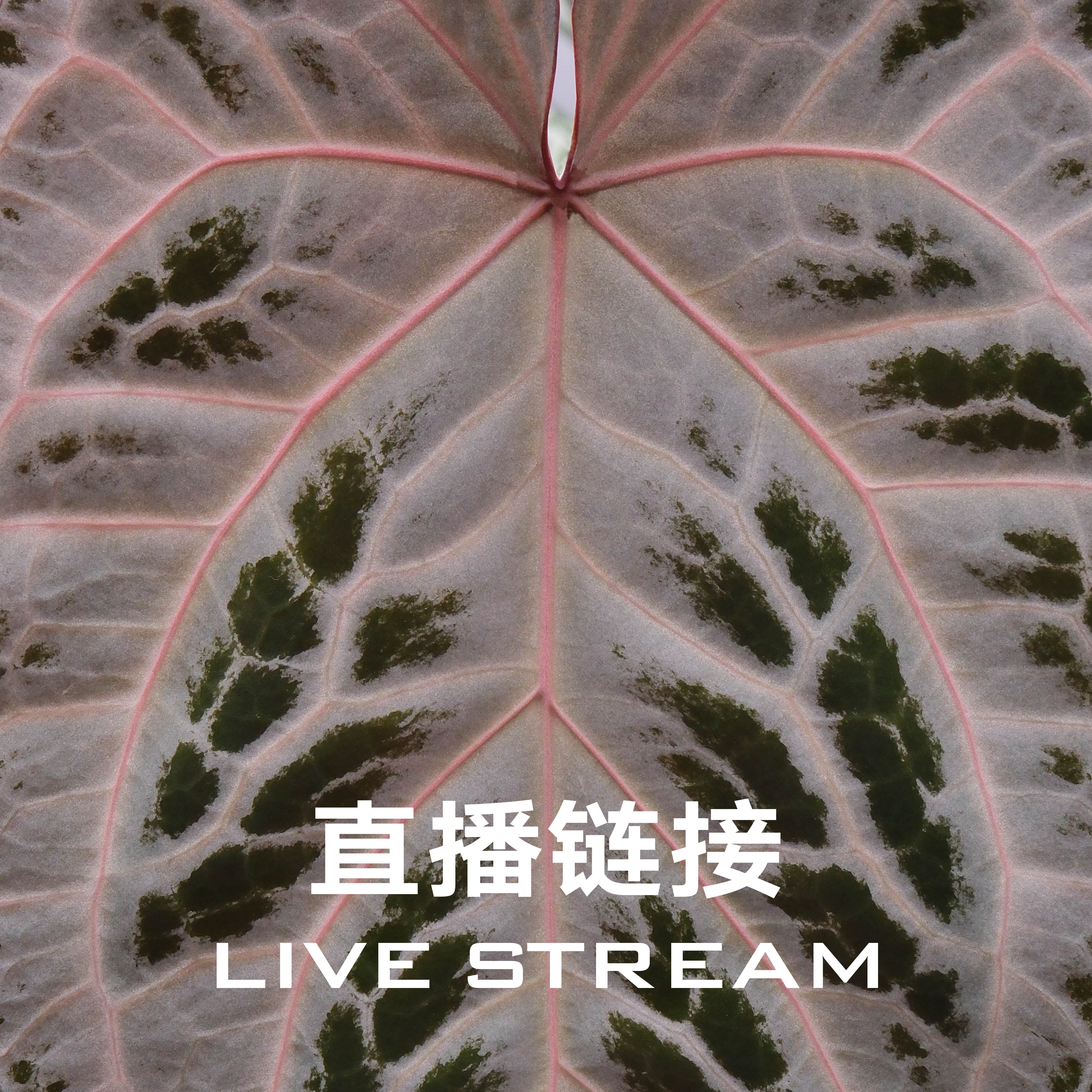 【小黑方】1018SKG银杂红皇后杂浆果派对+粉色面纱杂红皇后F2花烛
