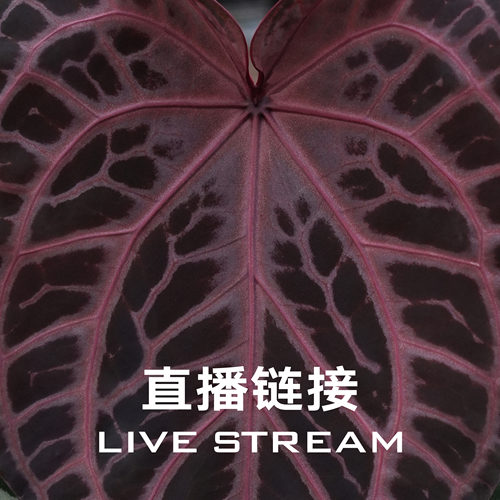 【物拍链接2】8.29直播 绯红礼裙花烛 天南星科室内观叶植物