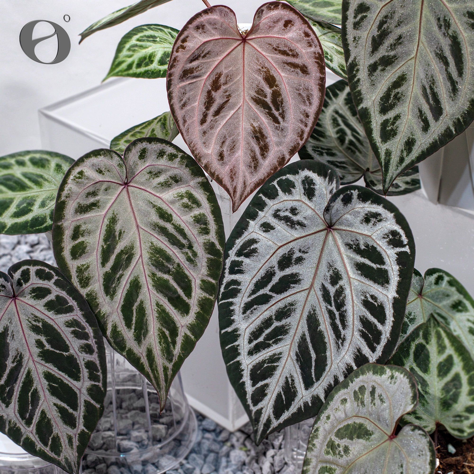 活性植物/ 新品 灰雾玫瑰花烛  红桃钻杂红魔法 天南星科观叶植物