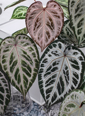 活性植物/ 新品 灰雾玫瑰花烛  红桃钻杂红魔法 天南星科观叶植物