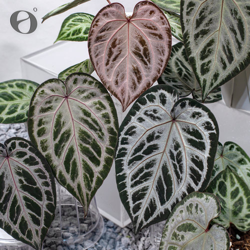 活性植物/ 新品 灰雾玫瑰花烛  红桃钻杂红魔法 天南星科观叶植物