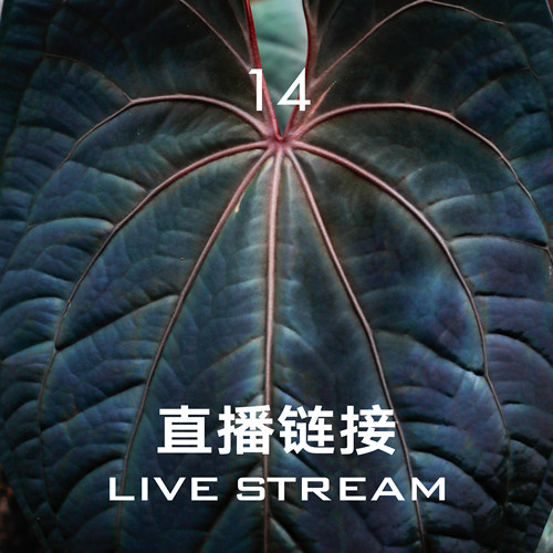 【直播链接14】7.5直播  388明盒126-150 天南星科室内观叶植物