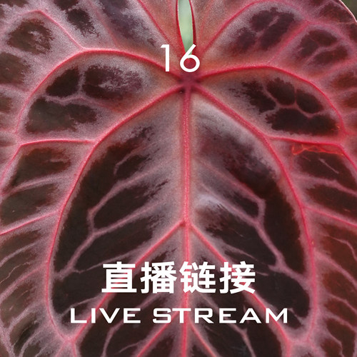 【直播链接16】7.18直播 红魔法杂红伊芙+蝶叶银刷子杂粉色面纱