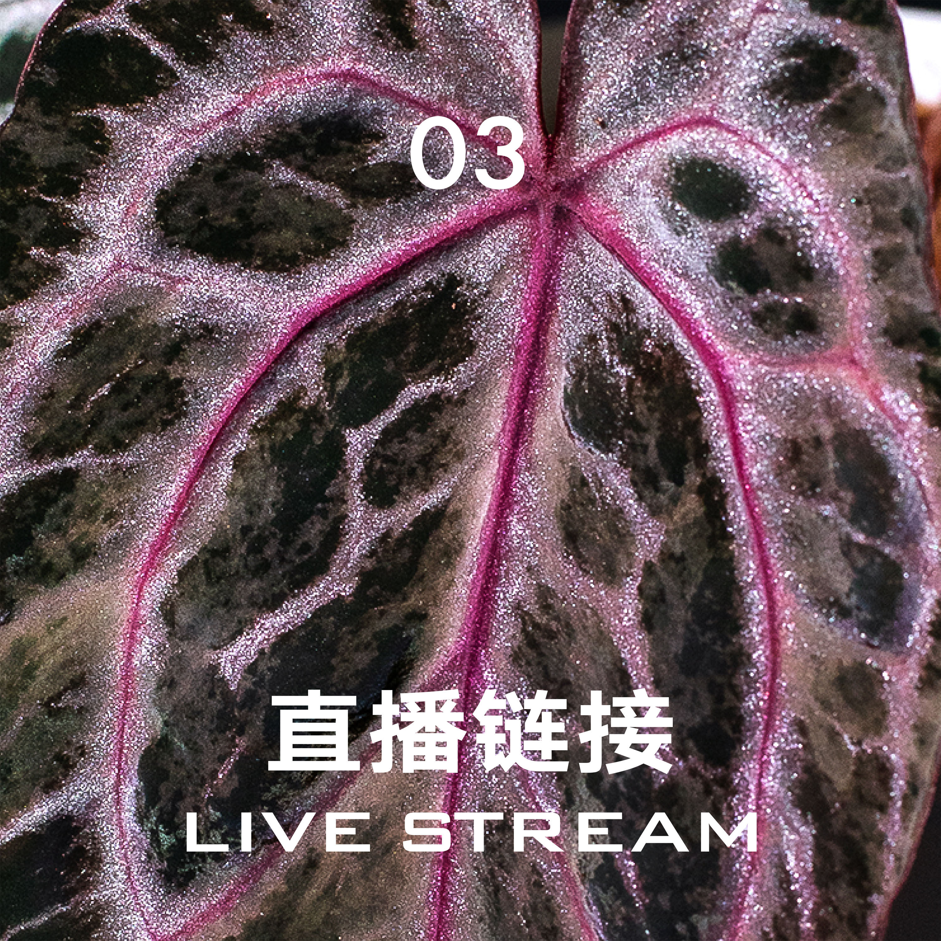 【直播链接3】6.5 388明盒51-75 天南星科室内观叶盆栽绿植
