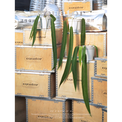 银脉领带花烛天南星科活性保持