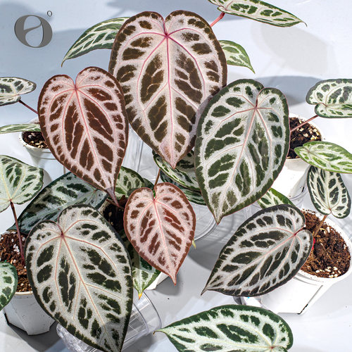 活性植物/ 新品 玫瑰骑士花烛 天南星科植物