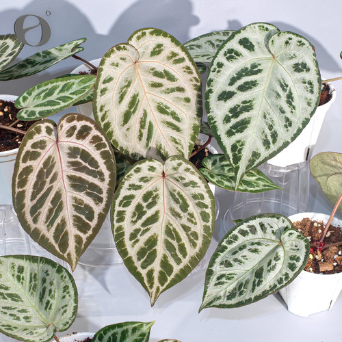 活性植物/ 新品 玫瑰梦境 红魔法杂粉色面纱 天南星科观叶植物