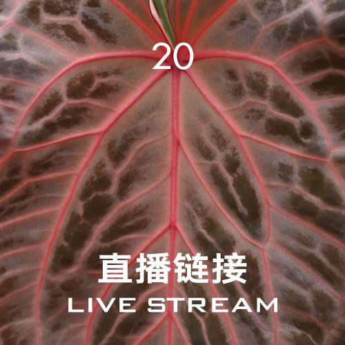 【直播链接20】6.18直播 粉色面纱杂火烈鸟花烛 小黑方 天南星科