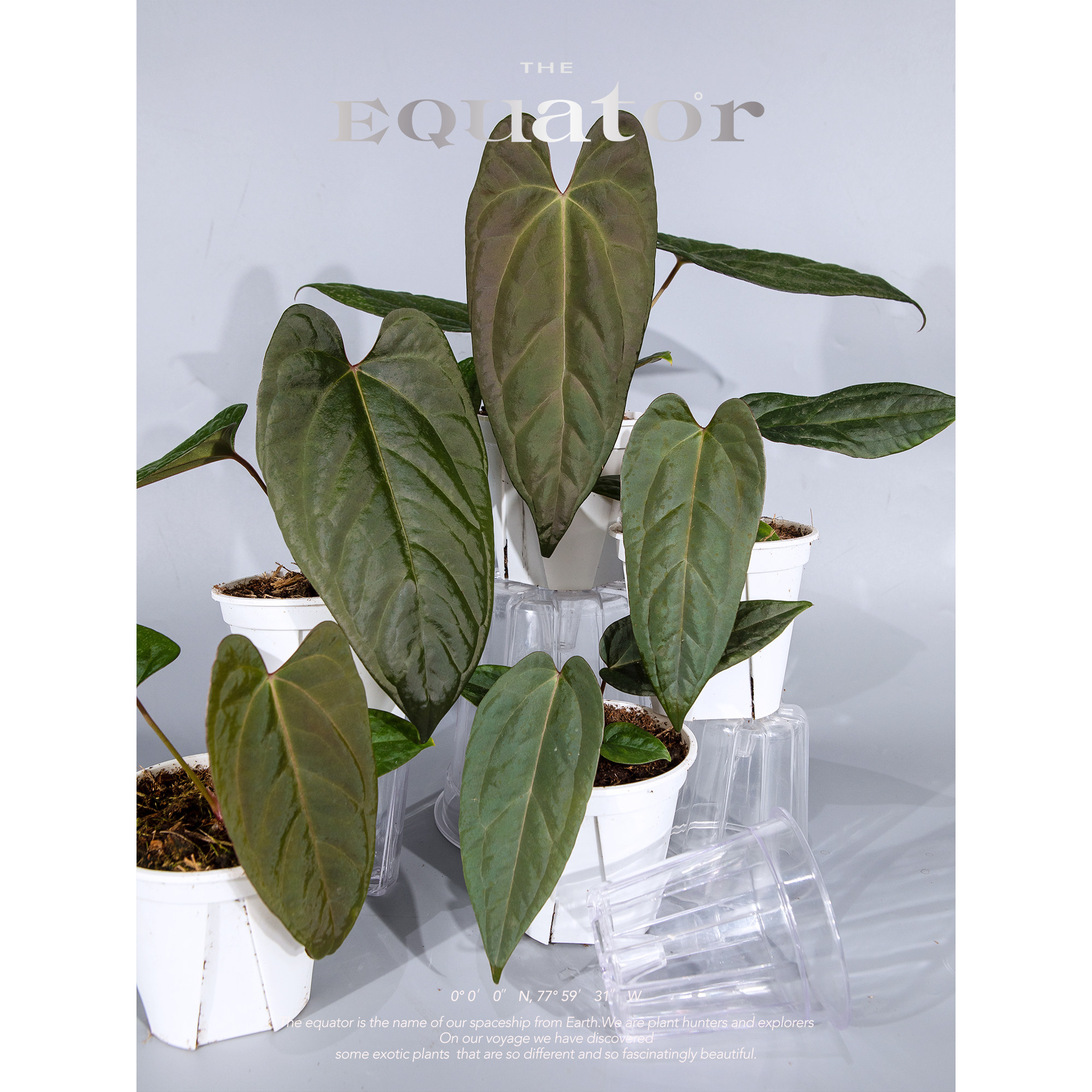 活性保持 / 胡桃调色盘花烛 巴拿马杂小羊皮 观叶植物盆栽绿植