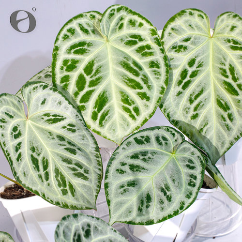 活性植物/ 新品 Skg杂满银铜锣烧花烛  天南星科室内绿植观叶植物