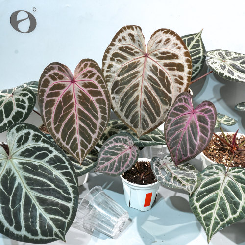 活性植物/蔷薇乐园花烛  红皇后杂红伊芙  天南星科室内植物