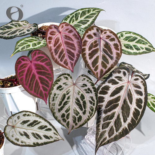 活性植物/ 新品 蔷薇乐园花烛 天南星科植物