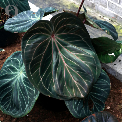 活性植物/  KOS花烛籽播苗 小黑方 天南星科室内绿植观叶植物