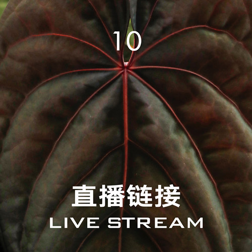 【直播链接10】8.23直播 520明盒31-60 天南星科室内观叶植物