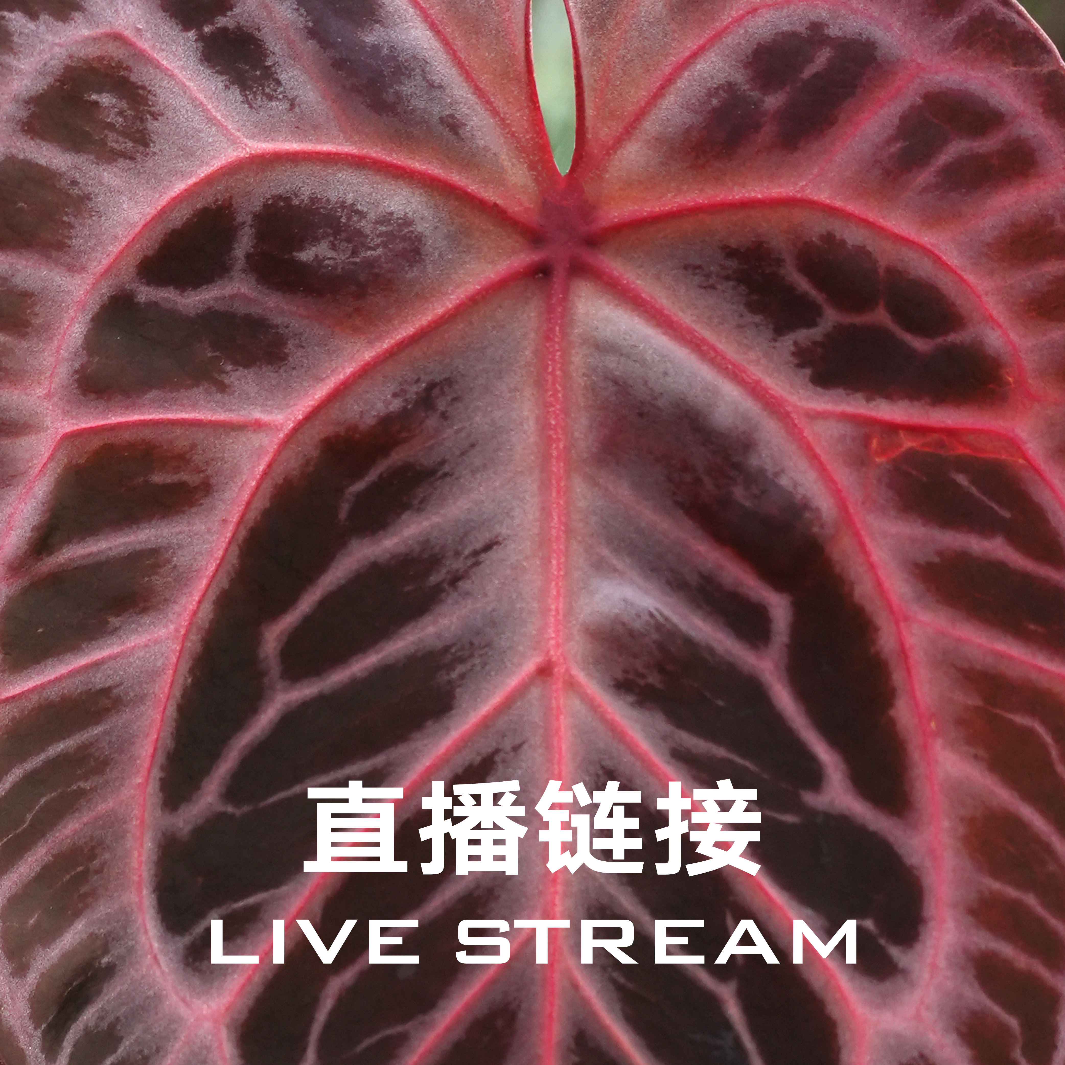 【明盒链接】10.18直播 388明盒21-40天南星科室内观叶植物花烛