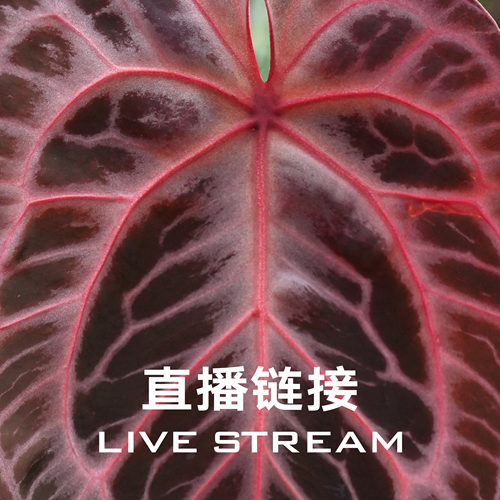 【明盒链接】9.27直播 618明盒26-50天南星科室内观叶植物花烛