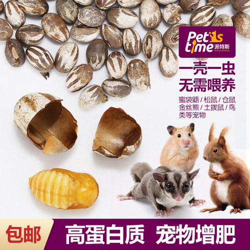 仓鼠零食蜜袋鼯鼠磨牙粮食坦克虫