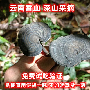 灵芝血灵芝香血灵芝深山采摘可代切片搭野生桑黄黄芪陈皮煮水煲汤