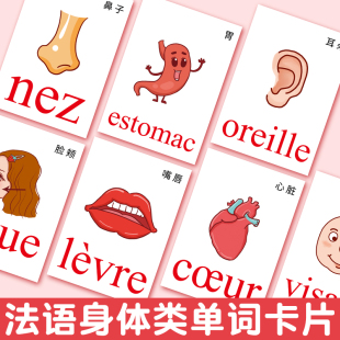 法语单词塑封大卡身体部位早教自学彩图法语词汇学习教具记忆闪卡